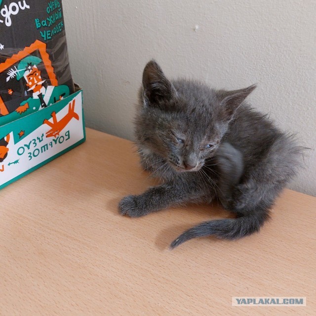 Шерстяные подснежники