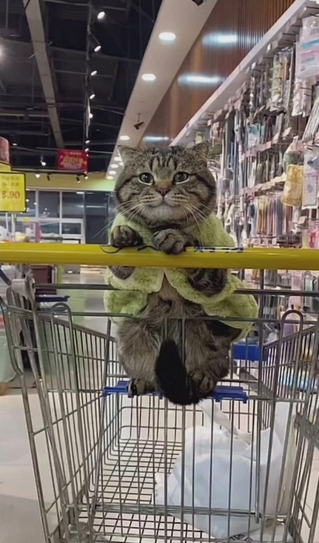 Фотожаба: Грустный котик