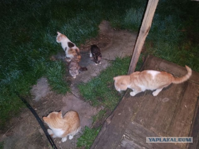 Жизнь домашнего приюта для котеек 578