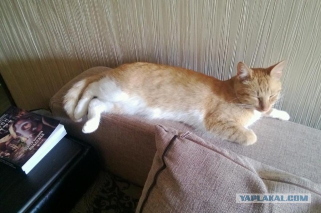 Котовторник  30.07.2013