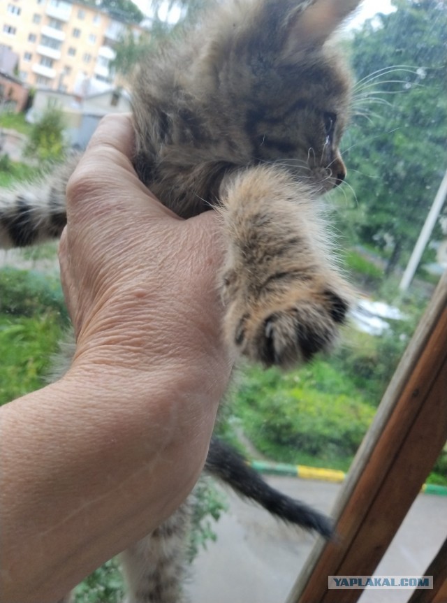 Котёнок образовался
