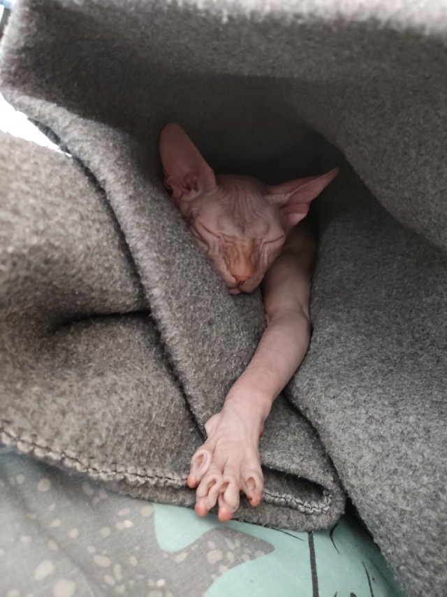Котовторник же ж