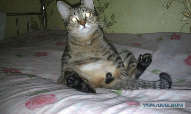 20 фраз, которые вы постоянно говорите своему коту