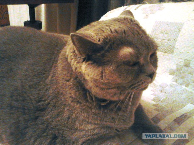 Котовторник 17.06.2014