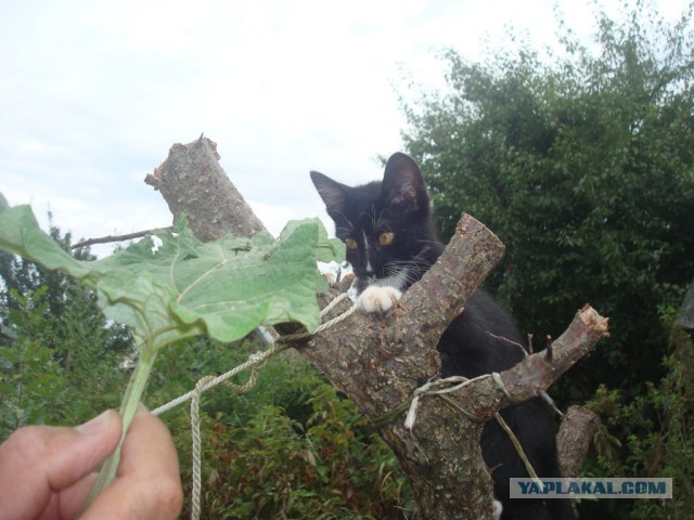 Котовторник на вторник, Котовторник
