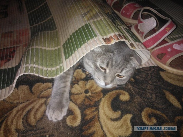 Котовторник 28.10.2014