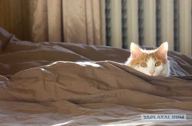 Котовторник 06.01.2015