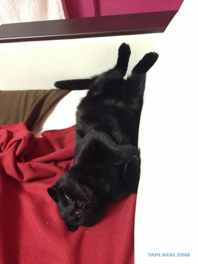 Котенка вернули к жизни