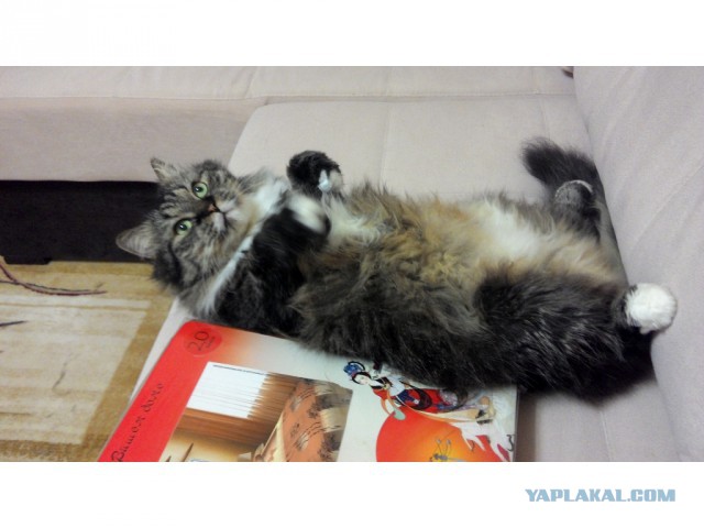 Котовторник