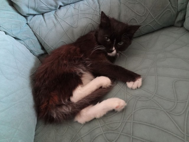 Котовторник