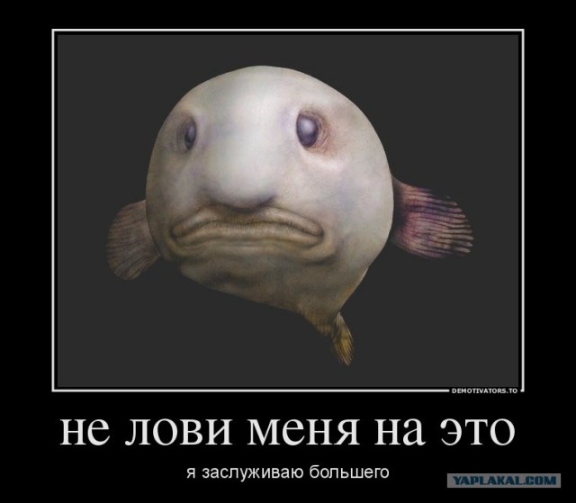 Новогодняя пробка!