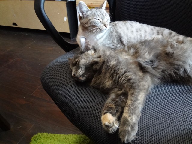 Котовторник наступил!:)