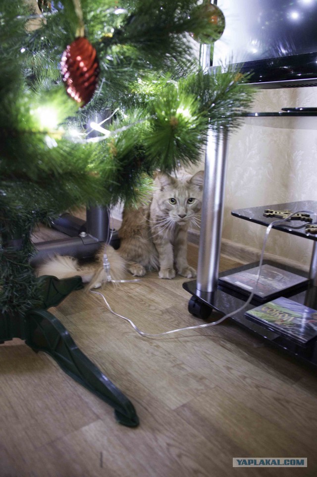 Котооо-о-о-вторник