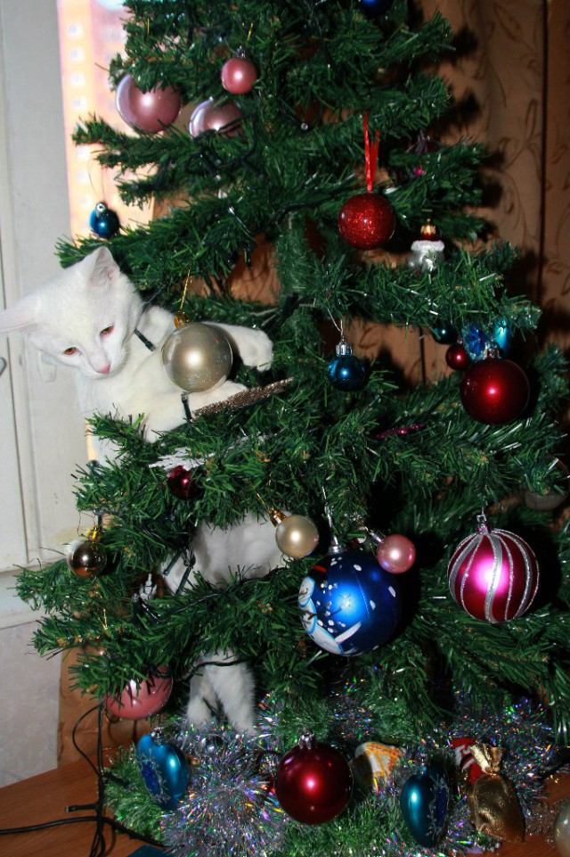 ЯП, с Новым 2016 Годом!