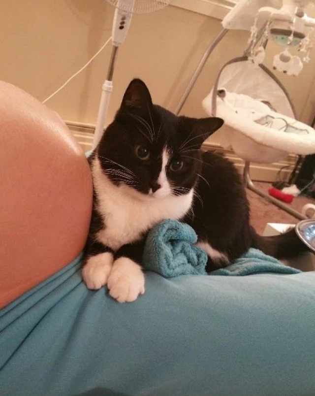 Кошка любила и хранила малыша, когда он был в животе мамы
