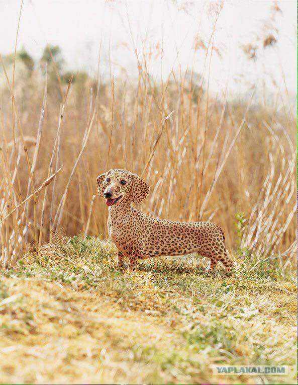 Сейчас таких уже нет...1 фото