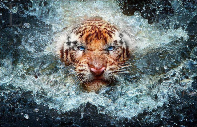 Картинки из сети