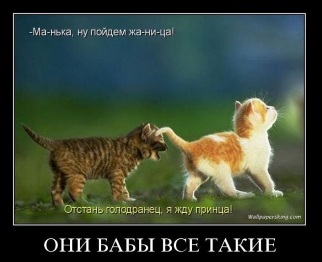 Демы к котовторнику!