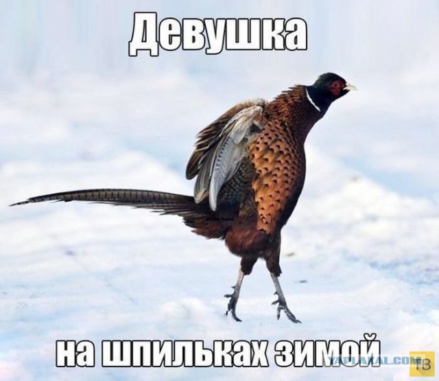 Подборка странных картинок с не менее странными надписями
