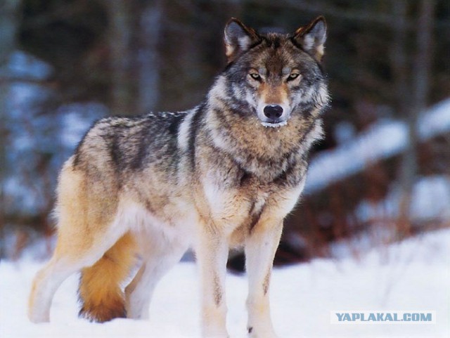 Тайга, страшные истории