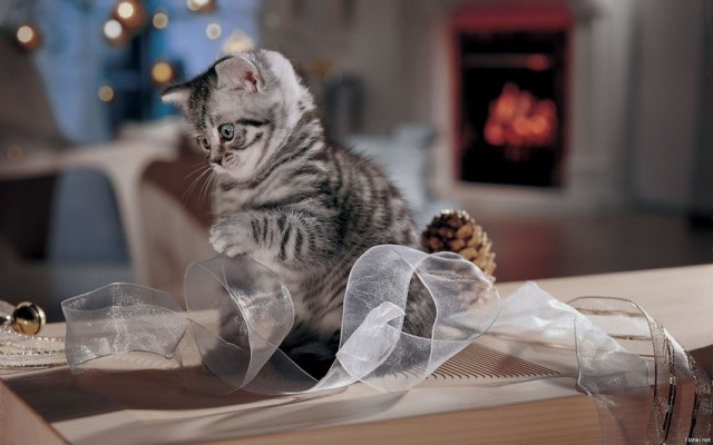Коты из сети