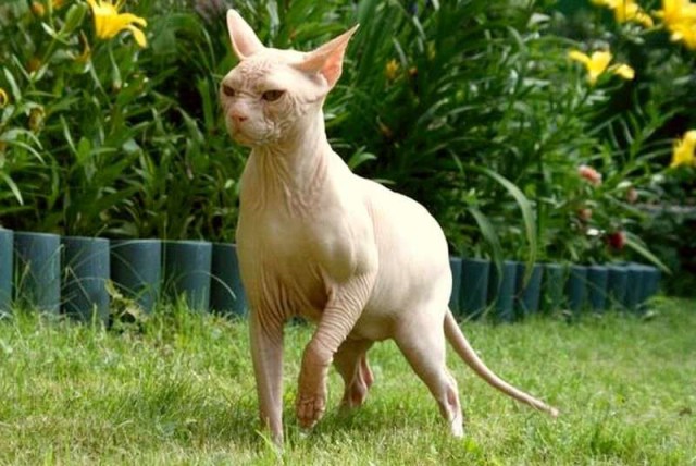Коты из сети