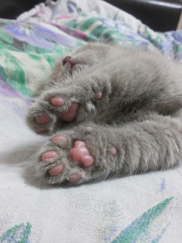 Коты из сети