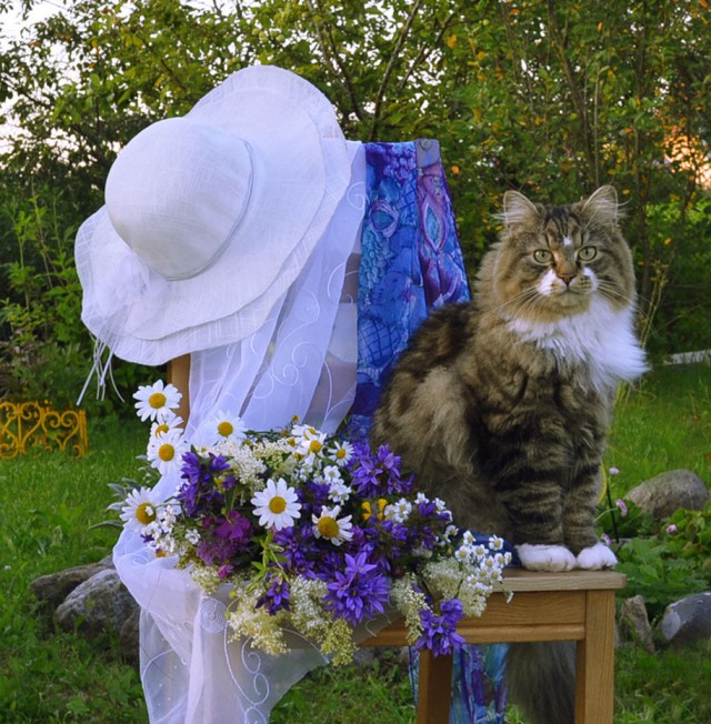 Коты из сети