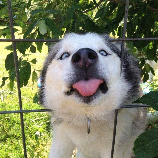 Самые смешные животные