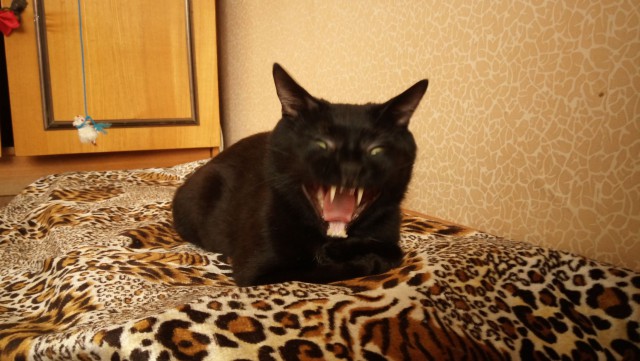 Котовторник 18.04.2017