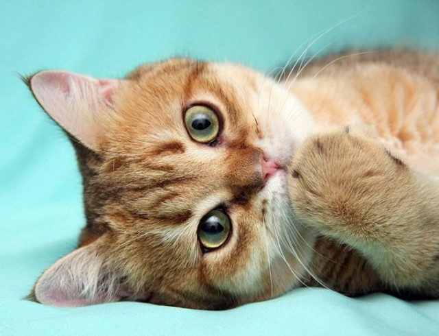 Коты и Кошки