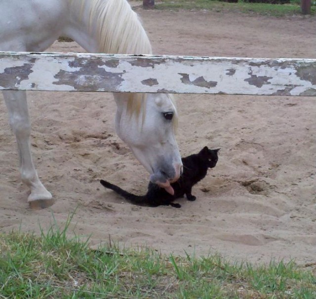 Коты и Кошки