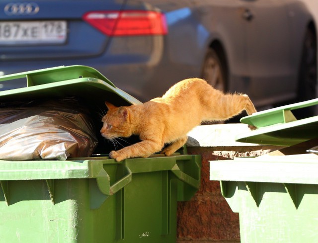 Коты и Кошки