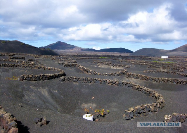 Вулканические виноградники острова Лансароте