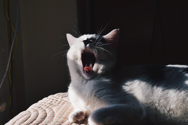 Коты и Кошки