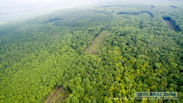 Как вырубают Корочанский лес в Белгородской области