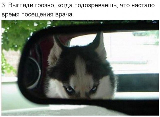 Десять важных советов от Хаски