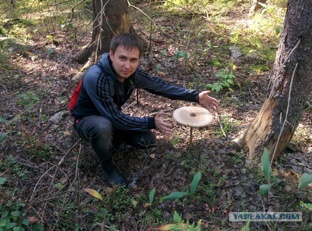 Небольшая грибная подборка