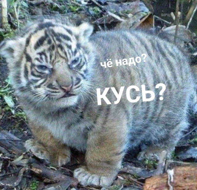 130 картинок для поднятия настроения!