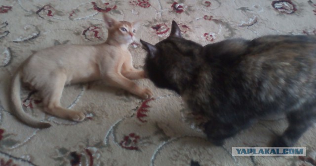 Котовторник 03.10.17.