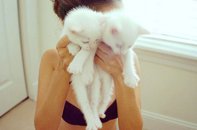Коты и Кошки