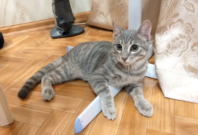 Котовторник  14.11.2017
