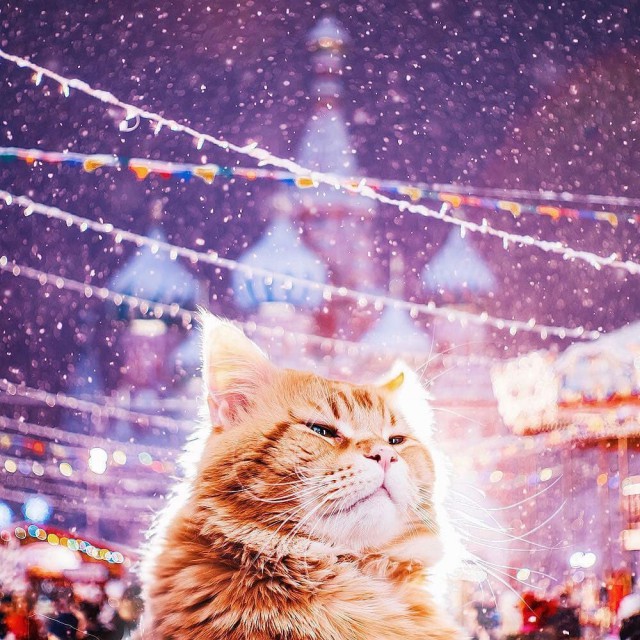 Коты и Кошки