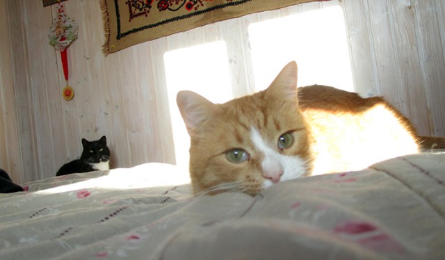 Котовторник  13.02.2018