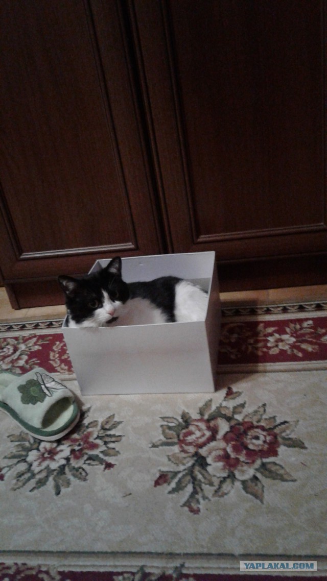 Котовторник 20.02.18