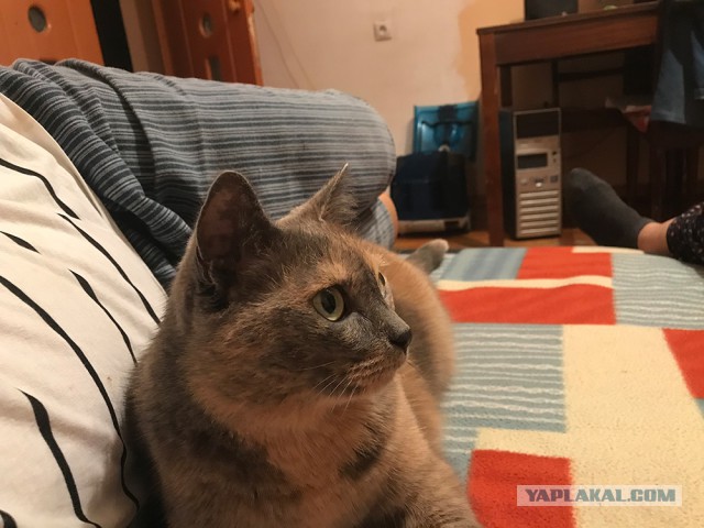 Котовторник 05.06.2018