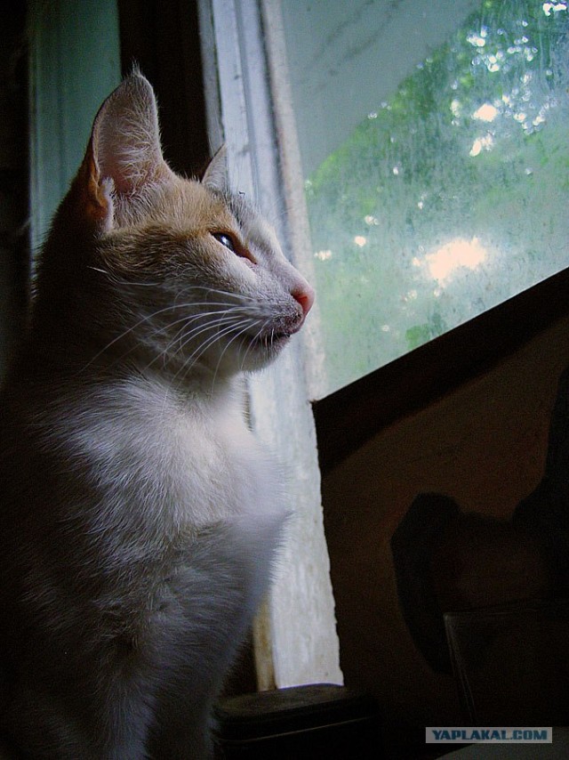 Ура, котовторник! (01.07.2008)
