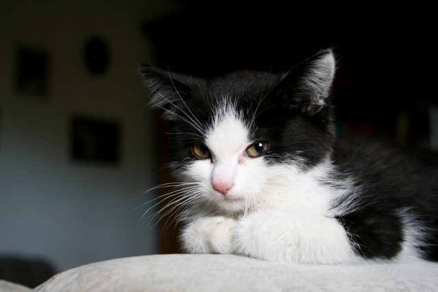 Коты на вторник на ЯПлакалъ (07.10.2008)