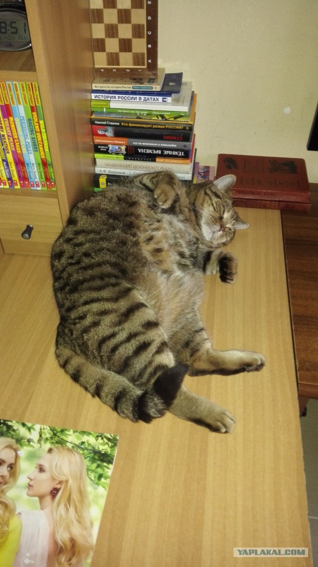 Котовторник  31.07.2018