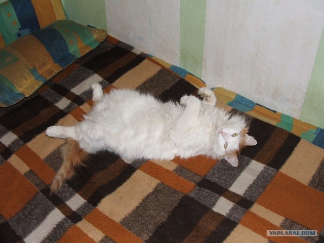 А вот котовторничек